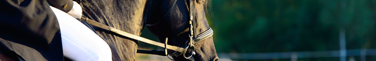 Black dressage horse and rider in the Virginia countryside