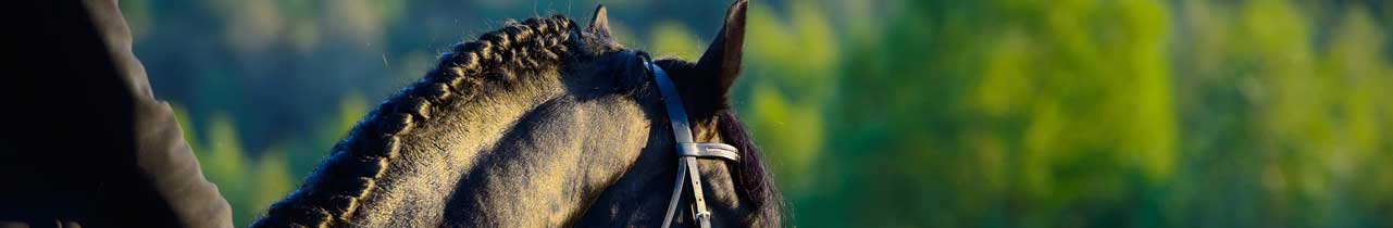 Black dressage horse and rider in the Virginia countryside